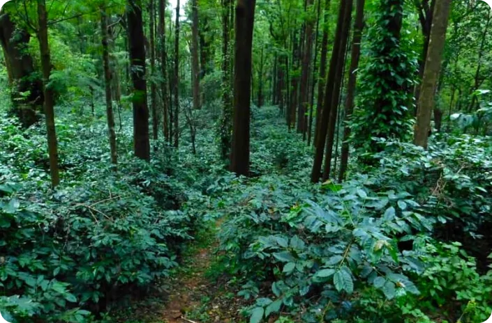 Resorts in Chikmagalur